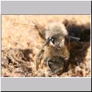 Colletes cunicularius - Weiden-Seidenbiene 03.jpg